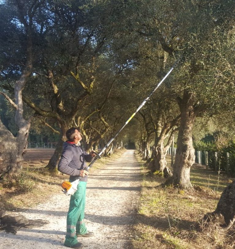 Gran acollida na xornada de cultivo e poda da oliveira organizada pola APAAG