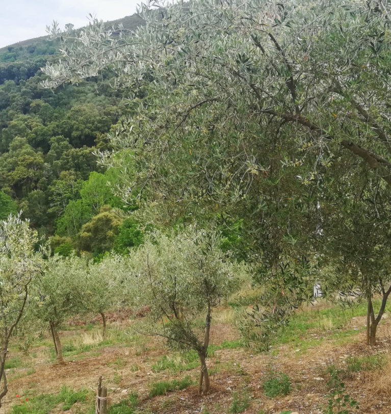A Asociación de Produtores de Aceite e Aceituna de Galicia participa nun encontro sobre oportunidades de negocio no cultivo das oliveiras