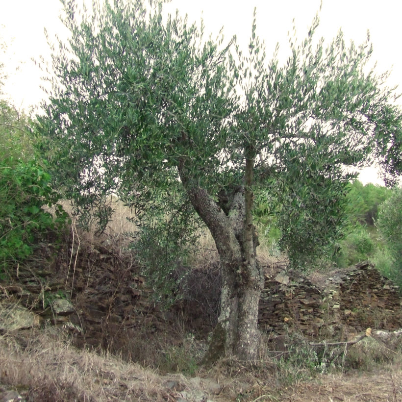 Curso de poda de oliveiras nas comarcas de Quiroga e Valdeorras